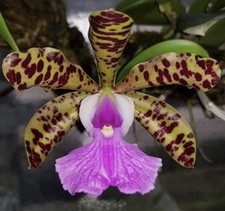 Cattleya aclandiae