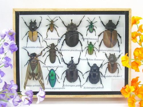 Insectes exotiques réel - -,