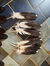 Lot Plume Aigle Royal