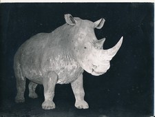 Taxidermie c. 1950 - Photo