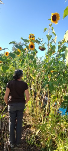 Lot graines de tournesol - lot, 15