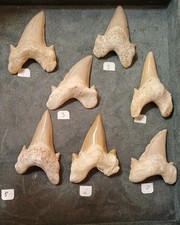 Dent Requin : Otodus Obliquus, Yprésien, Maroc A L'unité Ou En Lot 6 Cm