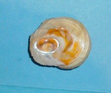 Bolma Rugosa   Avec Oeil de Sainte Lucie Méditerranée     60 mm