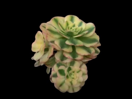 Aeonium little shell - aeonium,