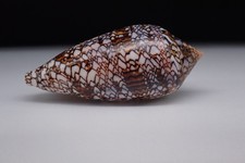 123 - Sea shells -Conus