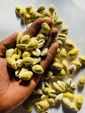 Pack de 11 coques de cowrie