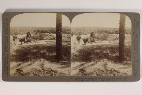 Egypte travaux agricoles - egypte,