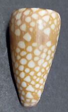 Conus (Eugeniconus) nobilis Philippines 40,5 mm