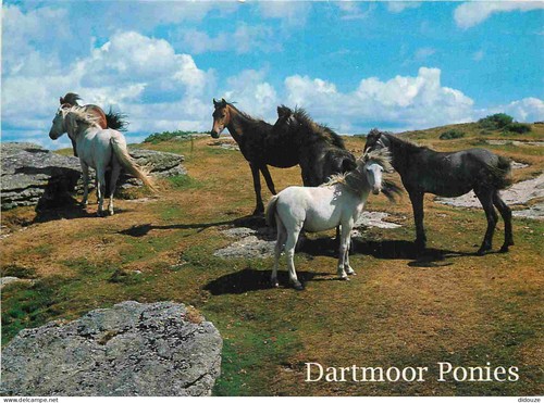 Carte postale animaux - postale,