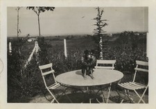 PHOTO ANCIENNE - VINTAGE SNAPSHOT - ANIMAL CHIEN TABLE JARDIN COURONNE - DOG