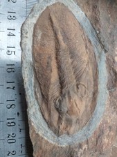 Nobiliasaphus nobilis 