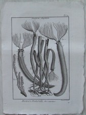 VERS, AMPHITRITE - GRAVURE 18e