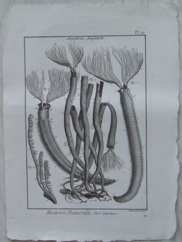 Vers amphitrite gravure 18e - vers,,