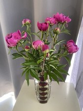 Vase JG Durand  Luminarc