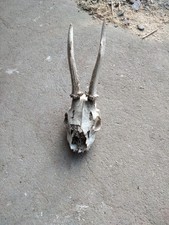  Crane de chevreuil, massacre