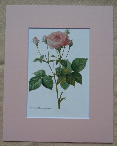 Pink Roses Rosa gallica