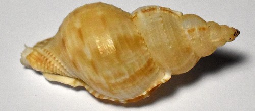 Coquillages bursidae bursa - coquillages,