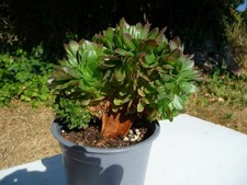 Aeonium HALLOWEEN crested