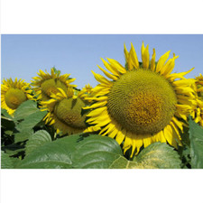 100 GRAINES DE TOURNESOL