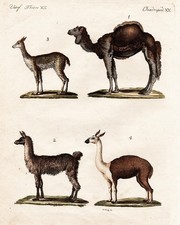 Dromadaire Dromedary Chameau Camel Vicuna Guanaco Gravure Bertuch 1792