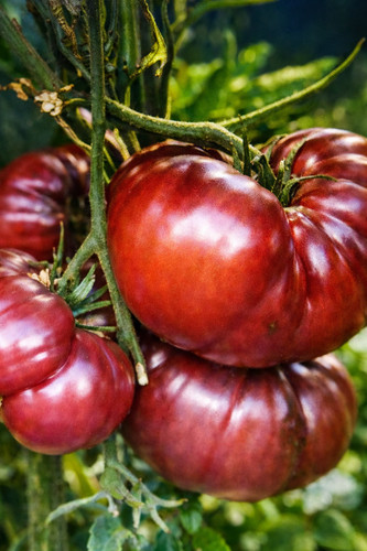 Graines tomates noires - graines,
