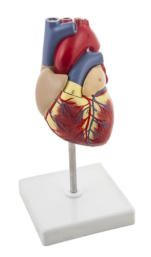 Naturel taille humain coeur - taille,