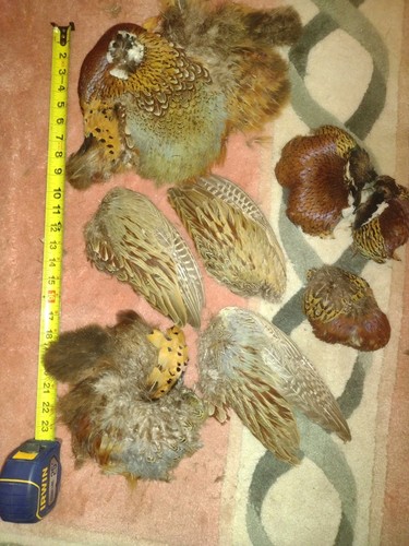 Ringneck pheasant skin - pheasant,