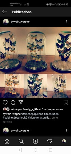 Papillons sous cloche - , verre