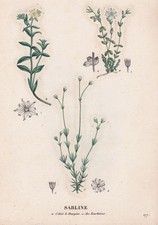 Sabline Montana Arenaria Fleur