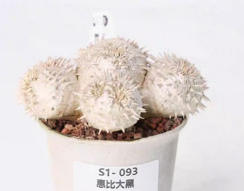 Pot 9cm rare - 9cm,