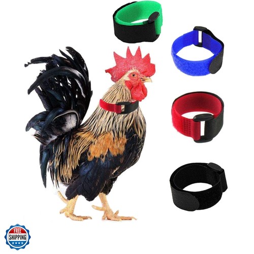 Pack crow rooster collar - no,