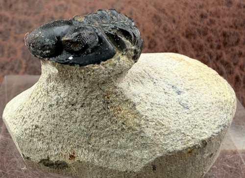 Trilobite sandstone from - trilobite,