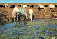 13 CAMARGUE CHEVAUX SAUVAGES