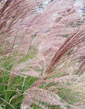 ♫ EULALIE Roseau Chine -Miscanthus 'Gracillimus' ♫ Graines ♫ Ornement GRAMINEE ♫