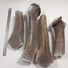 lot de 4 bois de cerf pour