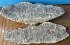 Vinctifer Comptoni Fossil