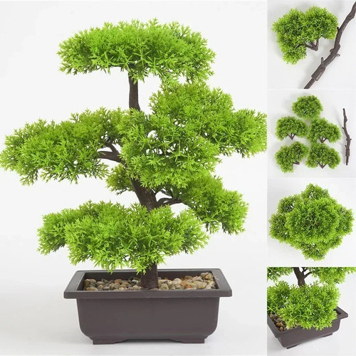 Bonsai mini petit arbre - bonsai,
