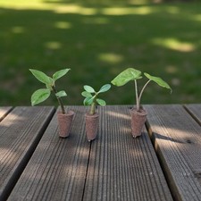 Trio de bébés plantes tropicales