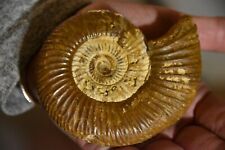 grande  ammonite Perisphinctes strumatus oxfordien Madagascar