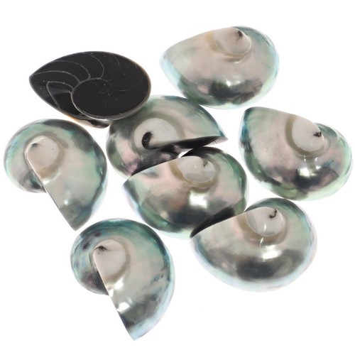 Genuine komma shape blue - komma,