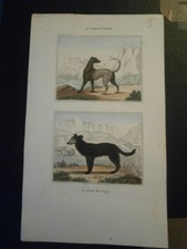 FRANCE GRAVURE LITHOGRAPHIE LITHO PLANCHE COULEUR CHIEN IRLANDE BERGER