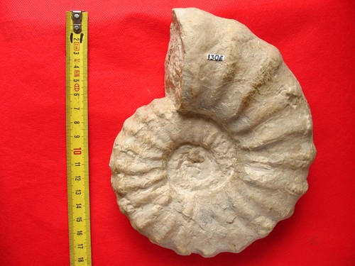 Ammonite cénomanien - cénomanien,
