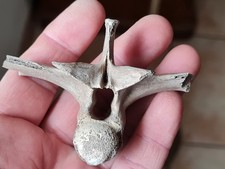 Vertèbre fossile Diplocynodon