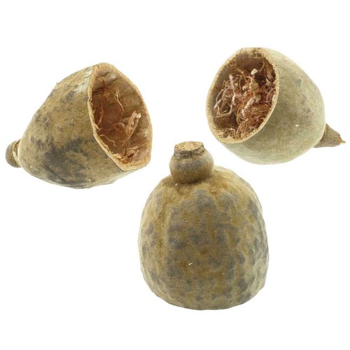 Moitié fruit baobab - de,