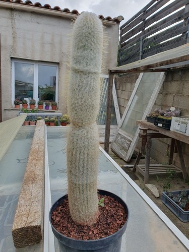 Cactus cierge espostoopsis - cierge,