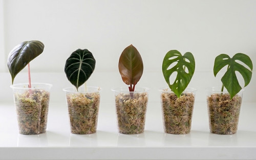 Lot boutures de plantes - 5,