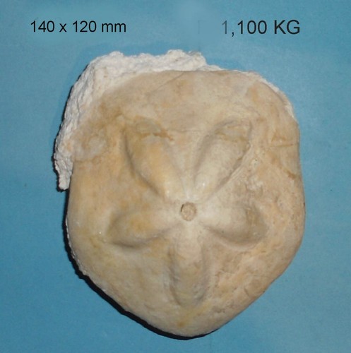 Fossile test oursin 140 - 140, x