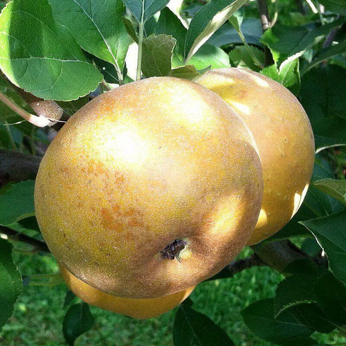 Pommier reinette canada - pommier, 'reinette