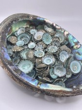100 Aqua Limpet Shells -