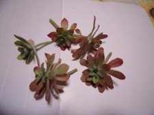Sedum palmeri, 2 rosettes à